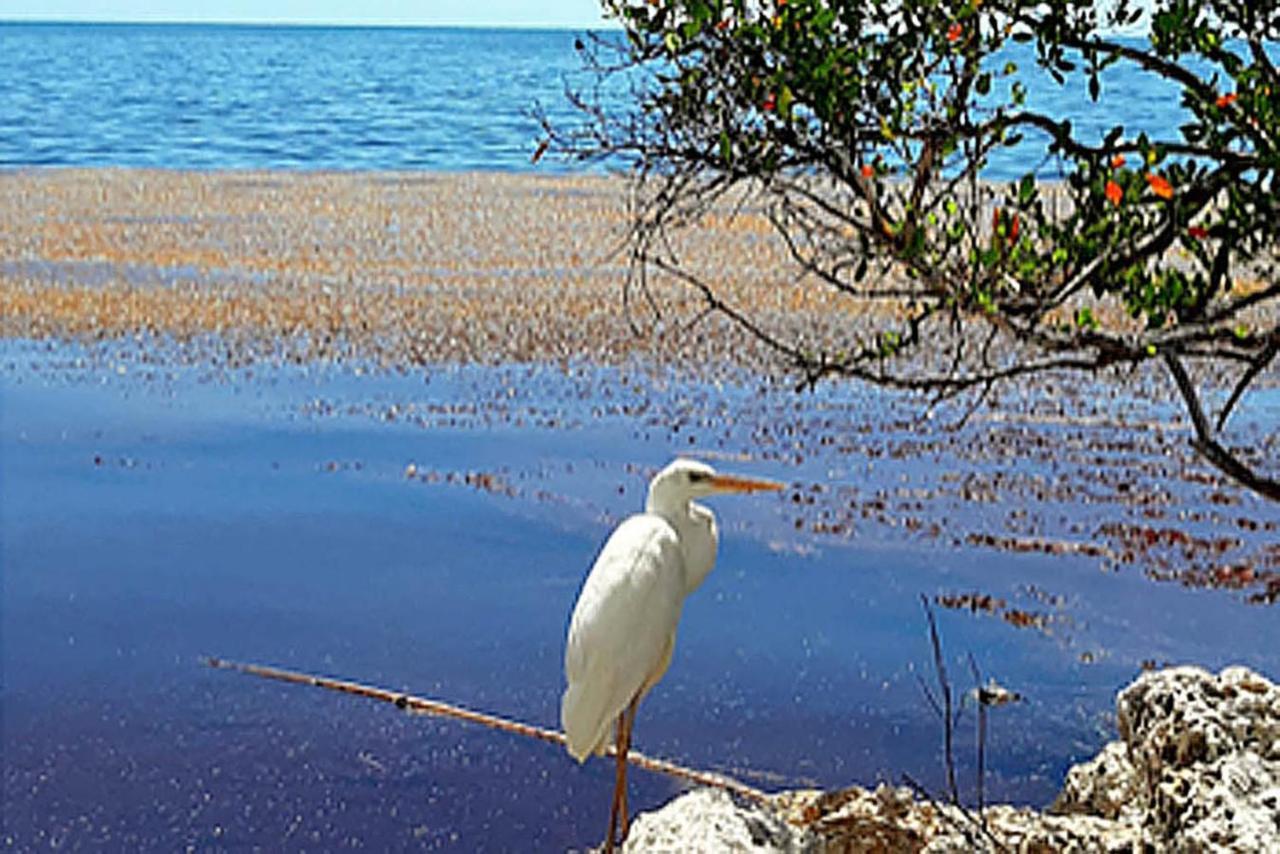 SEA MIST - Oceanfront-Lake-Kayak-Paddleboard-Bike Key Largo Bagian luar foto